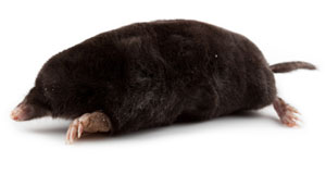 Muldvarp