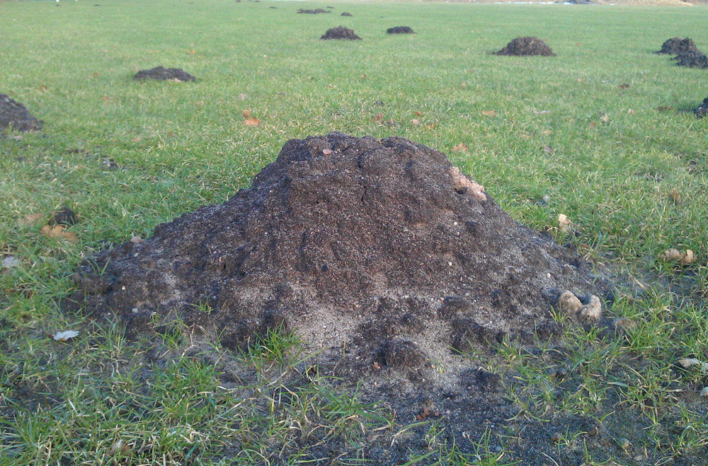 Muldvarpeskud 5